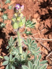 Lupinus brevicaulis