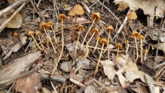 Conocybe semiglobata