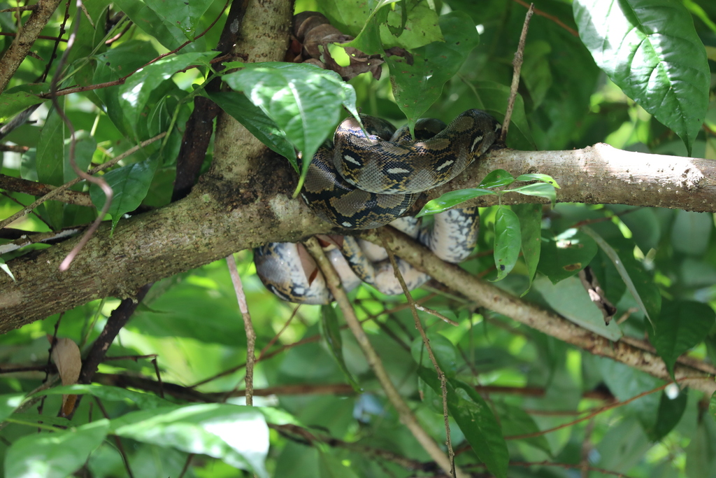 Large Reticulated Python In Indonesia Reticulated Python from Pandeglang Regency, Banten, Indonesia on June 7 ...