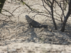 Iguanidae
