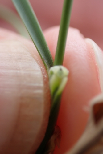 Image of Koeleria pyramidata by no rights reserved