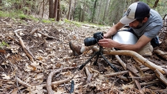 Conocybe semiglobata