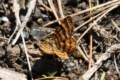 Epelis truncataria