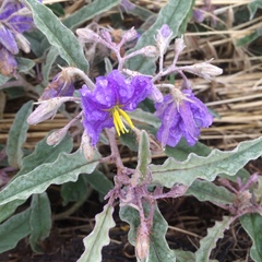 Solanum elaeagnifolium