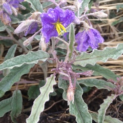 Solanum elaeagnifolium
