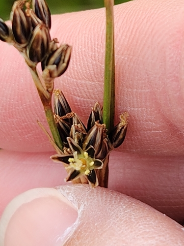 Mosquito rush (Juncus squarrosus)