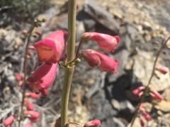 Penstemon floridus austinii