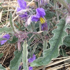 Solanum elaeagnifolium