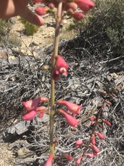 Penstemon floridus austinii