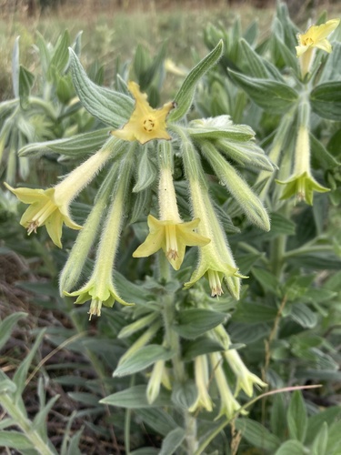 giant-trumpets (Lithospermum macromeria)
