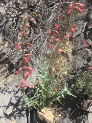 Penstemon floridus austinii