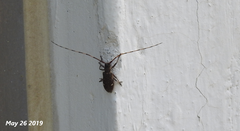 Monochamus guttulatus