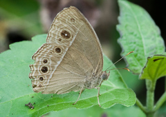 Mycalesis mineus
