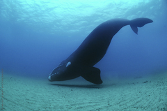 Southern Right Whale photo 3