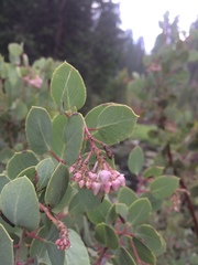 Arctostaphylos viscida