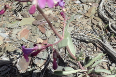 Penstemon patens
