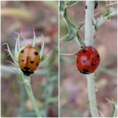 Coccinella algerica