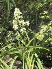 Toxicoscordion venenosum