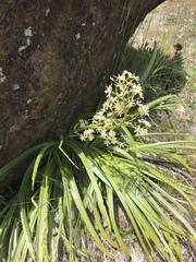 Toxicoscordion venenosum