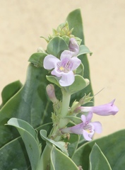 Penstemon buckleyi