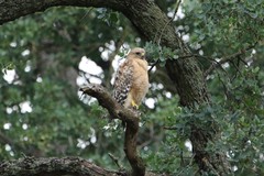 Buteo lineatus
