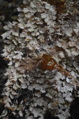 Adiantum concinnum