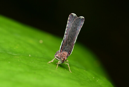Neoproutista pseudoalbicosta, 2024-06-24