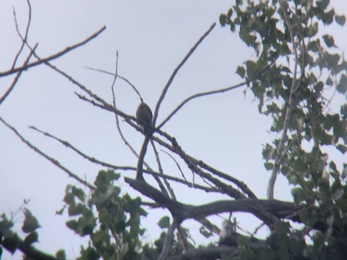 iNaturalist observation 2024-06-21