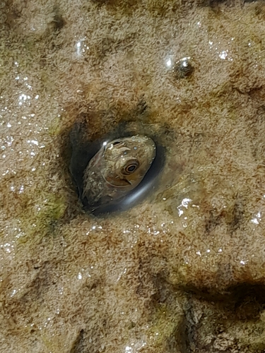 Sphinx Blenny, España, photo 9 of 10