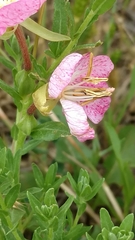 Oenothera canescens
