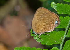 Arhopala major major