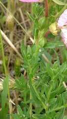 Oenothera canescens