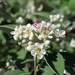 Cotoneaster - Photo (c) Anne Parsons,  זכויות יוצרים חלקיות (CC BY-NC), uploaded by Anne Parsons