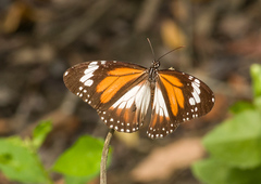 Danaus affinis