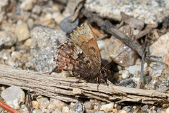Callophrys lanoraieensis
