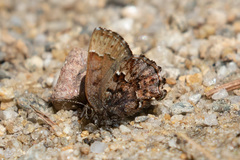 Callophrys lanoraieensis