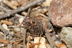 Callophrys lanoraieensis