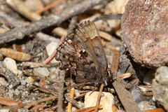 Callophrys lanoraieensis
