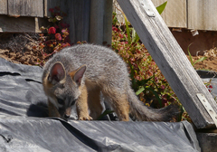 Urocyon cinereoargenteus