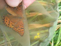 Argynnis adippe cleodoxa