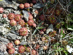 Sempervivum caucasicum