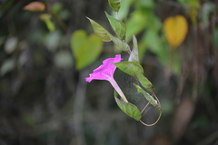 Ipomoea suffulta