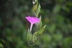 Ipomoea suffulta