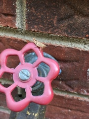 Melanoplus punctulatus