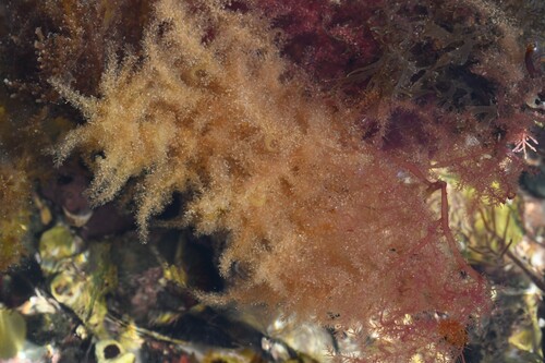 Image of Bonnemaisonia hamifera by (c) Kian Hayles-Cotton, some rights reserved (CC BY)