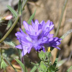 Dipterostemon capitatus capitatus