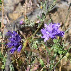 Dipterostemon capitatus capitatus