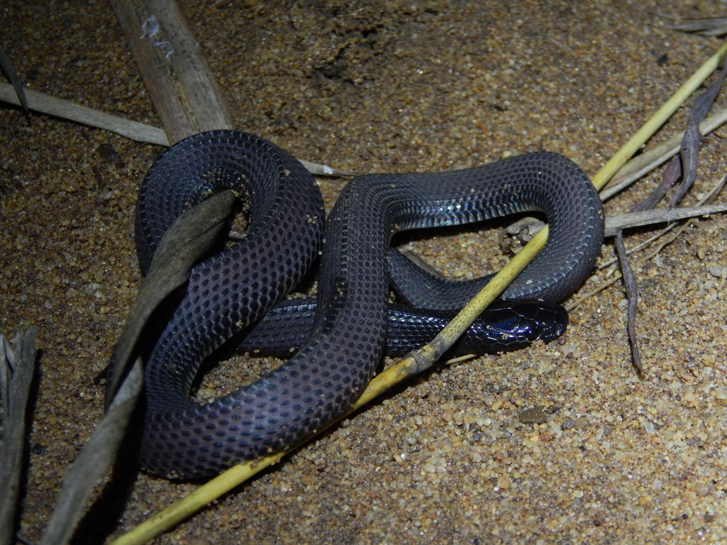 Chanler's File Snake