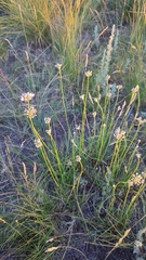 Yellow Onion (Allium flavescens)