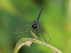 Trithemis